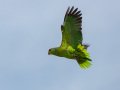 Lilac-crowned Amazon - Point Loma Residential Area - Upper, San Diego, California, 1/22/2015