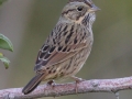 Lincoln's Sparrow