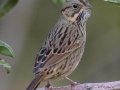 Lincoln's Sparrow