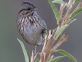 Lincoln's Sparrow