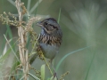 Lincoln's Sparrow