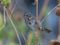 Lincoln's Sparrow