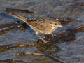 Lincoln's Sparrow