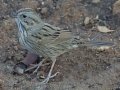 Lincoln's Sparrow