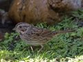 Lincoln's Sparrow