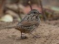 Lincoln's Sparrow