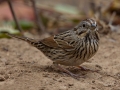 Lincoln's Sparrow