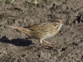 Lincoln's Sparrow