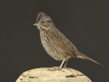 Lincoln's Sparrow