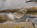 Lincoln's Sparrow = Laguna Mountains - West Meadow Ara