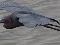 Little Blue Heron