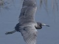 Little Blue Heron