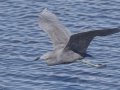 Little Blue Heron