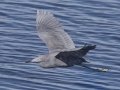 Little Blue Heron
