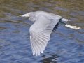 Little Blue Heron