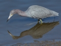 Little Blue Heron