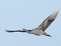 Little Blue Heron