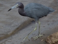 Little Blue Heron