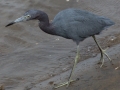 Little Blue Heron