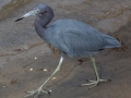 Little Blue Heron