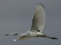 Little Blue Heron
