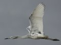 Little Blue Heron