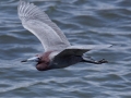 Little Blue Heron