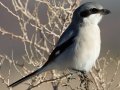 Loggerhead Shrike