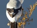 Loggerhead Shrike
