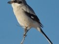 Loggerhead Shrike