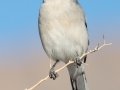Loggerhead Shrike