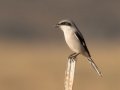 Loggerhead Shrike - Rangeland Rd., Ramona