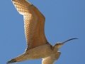 Long-billed Curlew