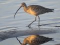 Long-billed Curlew