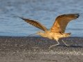 Long-billed Curlew