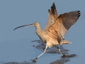 Long-billed Curlew - Robb Field