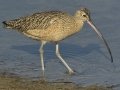 Long-billed Curlew