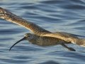 Long-billed Curlew