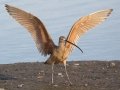 Long-billed Curlew