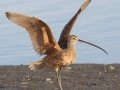 Long-billed Curlew