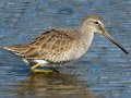 Long-billed Dowitcher
