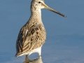 Long-billed Dowitcher
