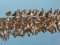 Long-billed Dowitchers