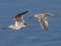 Long-billed Dowitchers