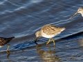 Long-billed Dowitcher