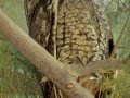 Long-eared Owl