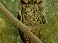 Long-eared Owl
