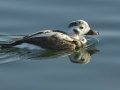 Long-tailed Duck