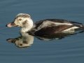 Long-tailed Duck