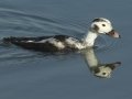 Long-tailed Duck